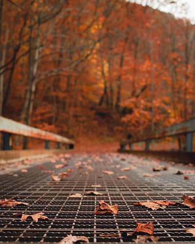 cucumber falls withered leaves on pavement dunbar